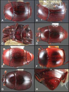 Operclipygus campbelli Caterino & Tishechkin 2013 resmi