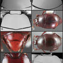 Image of Operclipygus rufescens Caterino & Tishechkin 2013