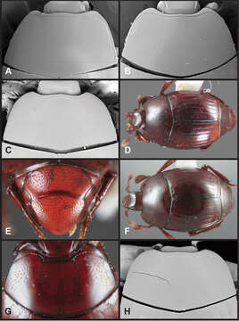 Image of Operclipygus impressicollis Caterino & Tishechkin 2013