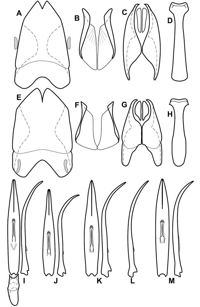 Image of Operclipygus arquus Caterino & Tishechkin 2013