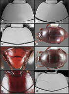 Image of Operclipygus propinquus Caterino & Tishechkin 2013