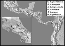 Operclipygus propinquus Caterino & Tishechkin 2013 resmi