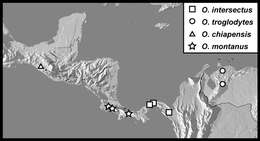 Operclipygus intersectus Caterino & Tishechkin 2013 resmi