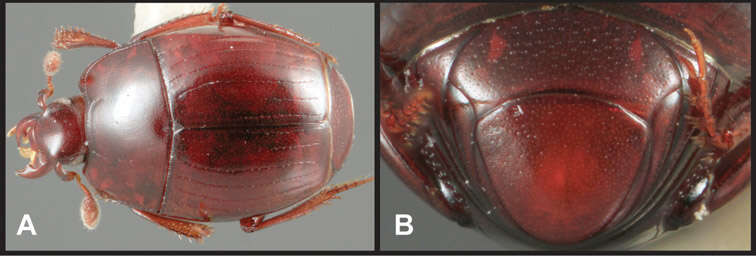 Image of Operclipygus montanus Caterino & Tishechkin 2013