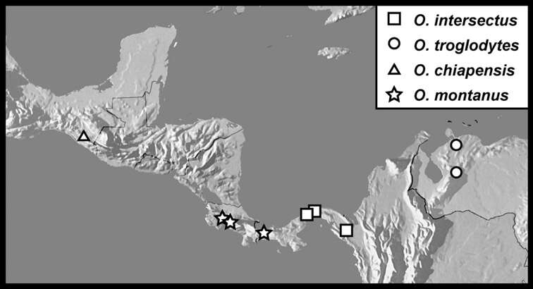 Operclipygus montanus Caterino & Tishechkin 2013 resmi