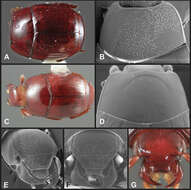 Operclipygus cephalicus Caterino & Tishechkin 2013 resmi