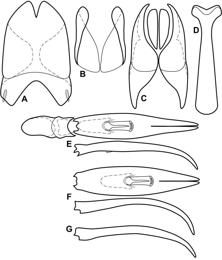 Image of Operclipygus longidens Caterino & Tishechkin 2013