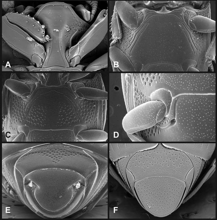 Image of Operclipygus fossipygus (Wenzel 1944)