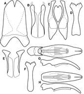 Image of Operclipygus foveipygus (Bickhardt 1918)