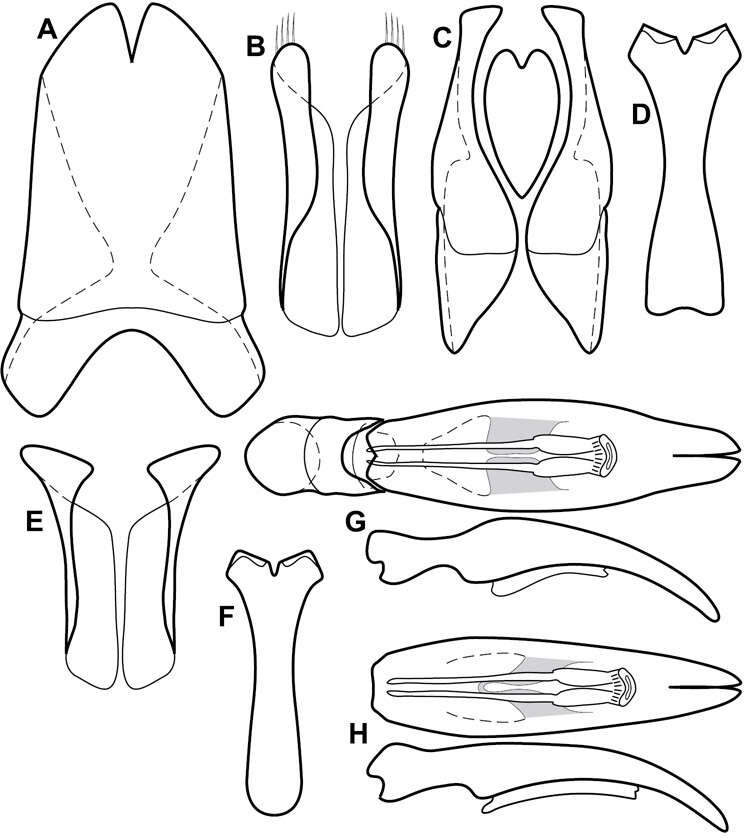 Image of Operclipygus foveipygus (Bickhardt 1918)