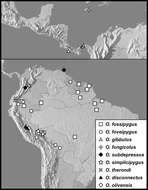 Operclipygus foveipygus (Bickhardt 1918) resmi