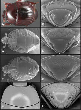 Image of Operclipygus gibbulus (Schmidt 1889)