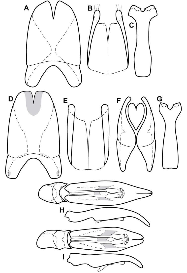 Image of Operclipygus fungicolus (Wenzel & Dybas 1941)