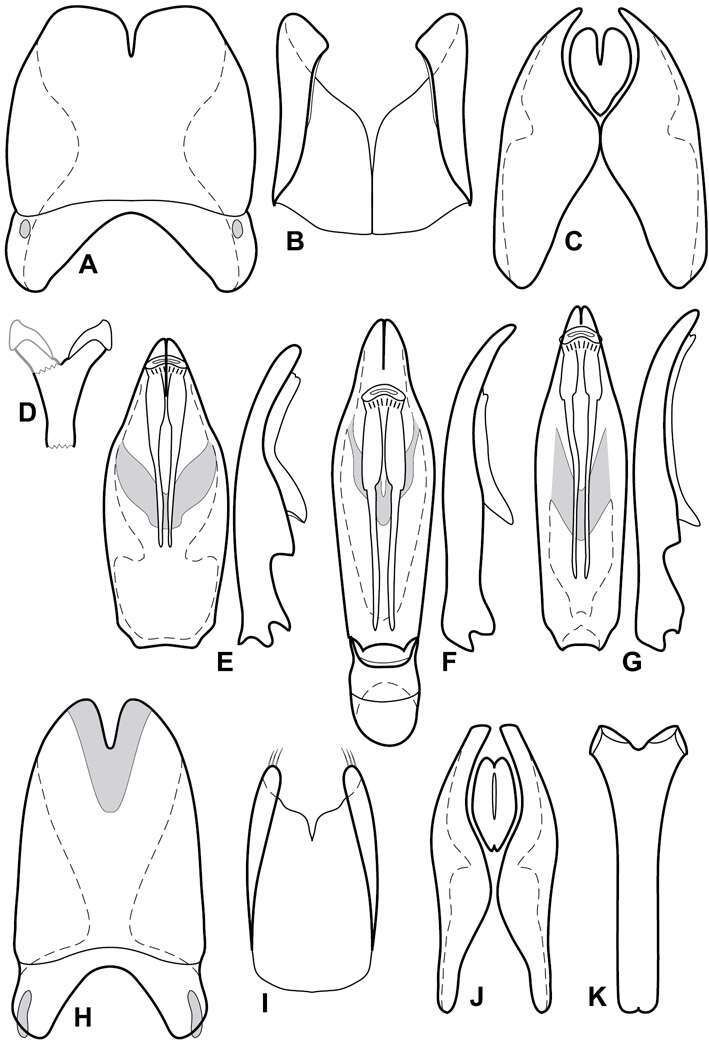 Image of Operclipygus subdepressus (Schmidt 1889)