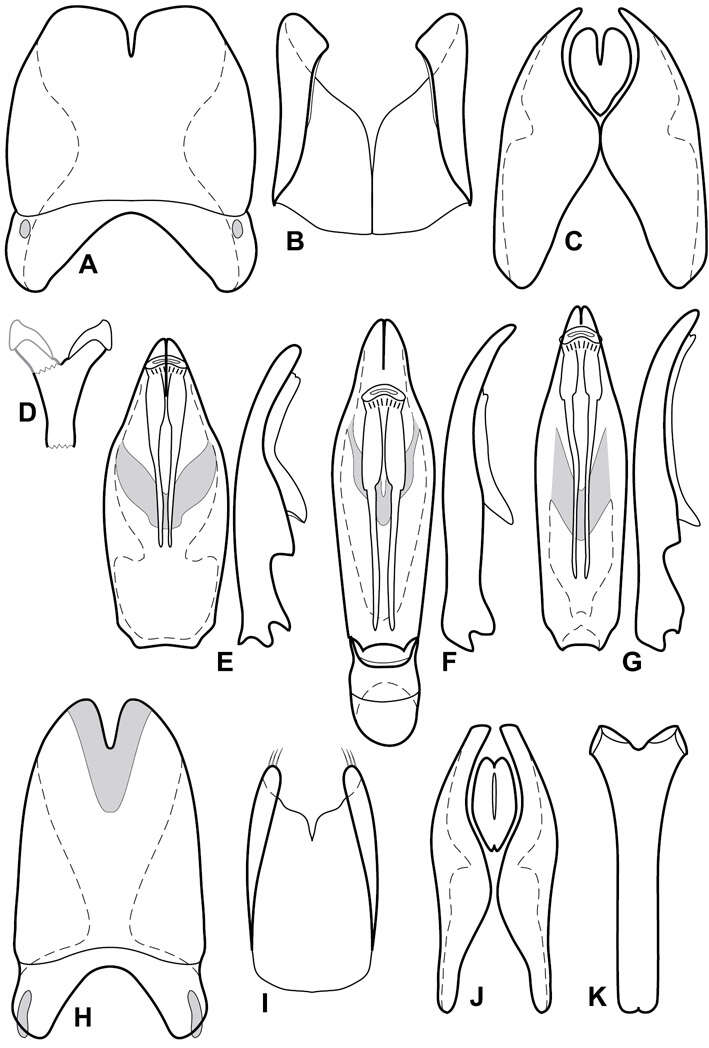 Image of Operclipygus simplicipygus Caterino & Tishechkin 2013