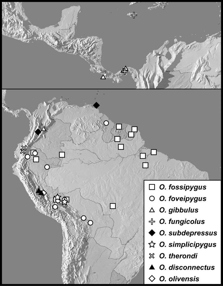 Image of Operclipygus disconnectus Caterino & Tishechkin 2013