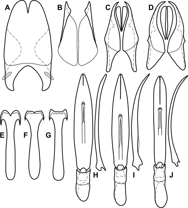 Image of Operclipygus impunctipennis (Hinton 1935)