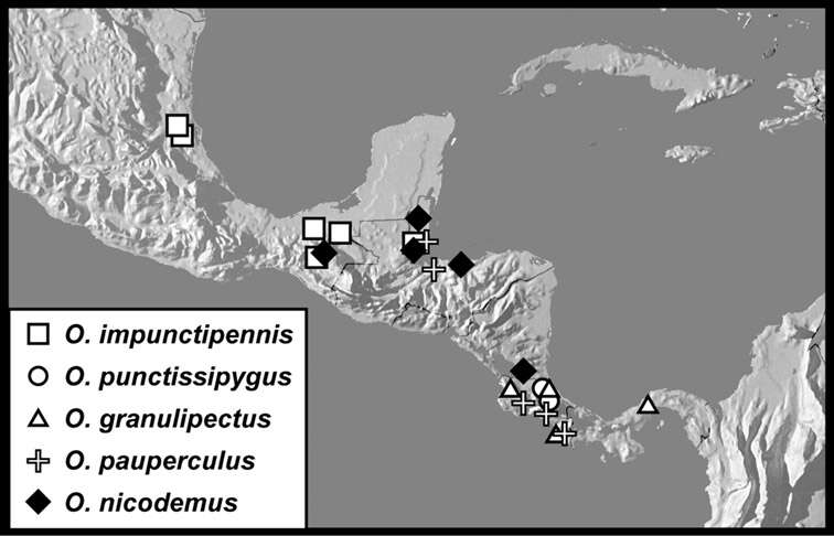 Operclipygus punctissipygus Caterino & Tishechkin 2013 resmi