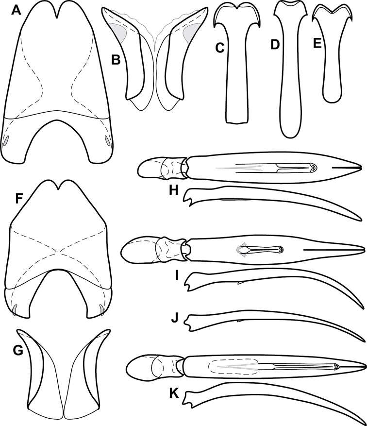 Operclipygus tripartitus Caterino & Tishechkin 2013 resmi