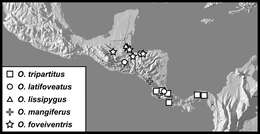 Operclipygus tripartitus Caterino & Tishechkin 2013 resmi