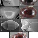 Operclipygus lissipygus Caterino & Tishechkin 2013 resmi