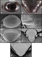 Image of Operclipygus pacificus Caterino & Tishechkin 2013