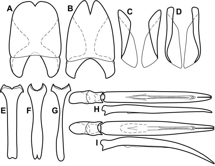 Image of Operclipygus pacificus Caterino & Tishechkin 2013