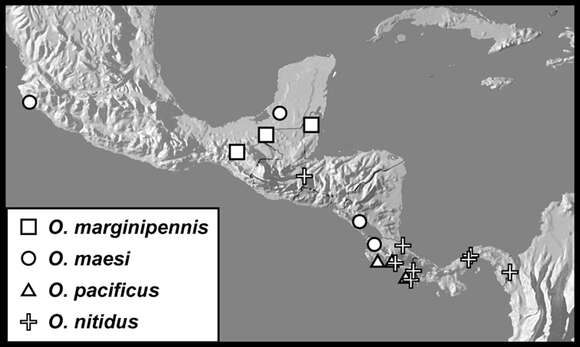 Operclipygus pacificus Caterino & Tishechkin 2013 resmi