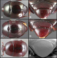 Operclipygus subviridis Caterino & Tishechkin 2013 resmi