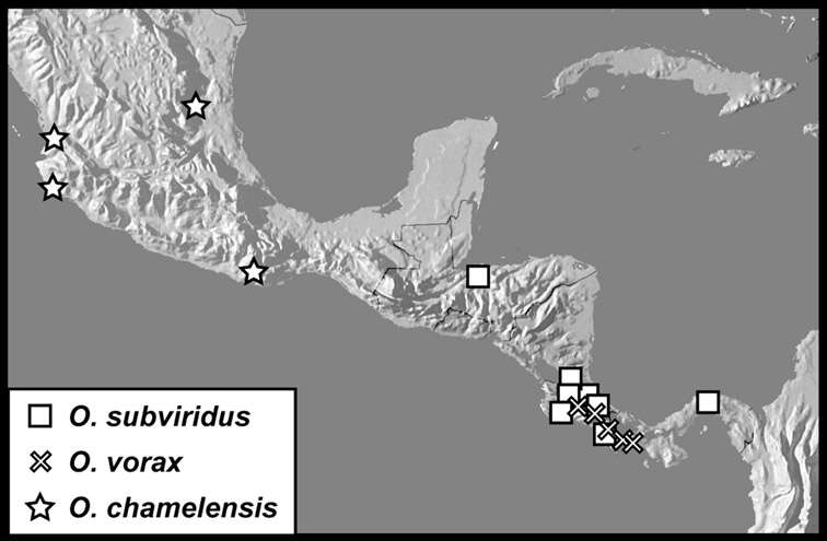 Operclipygus subviridis Caterino & Tishechkin 2013 resmi