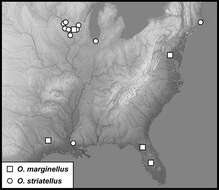 Image of Operclipygus marginellus (J. E. Le Conte 1860)