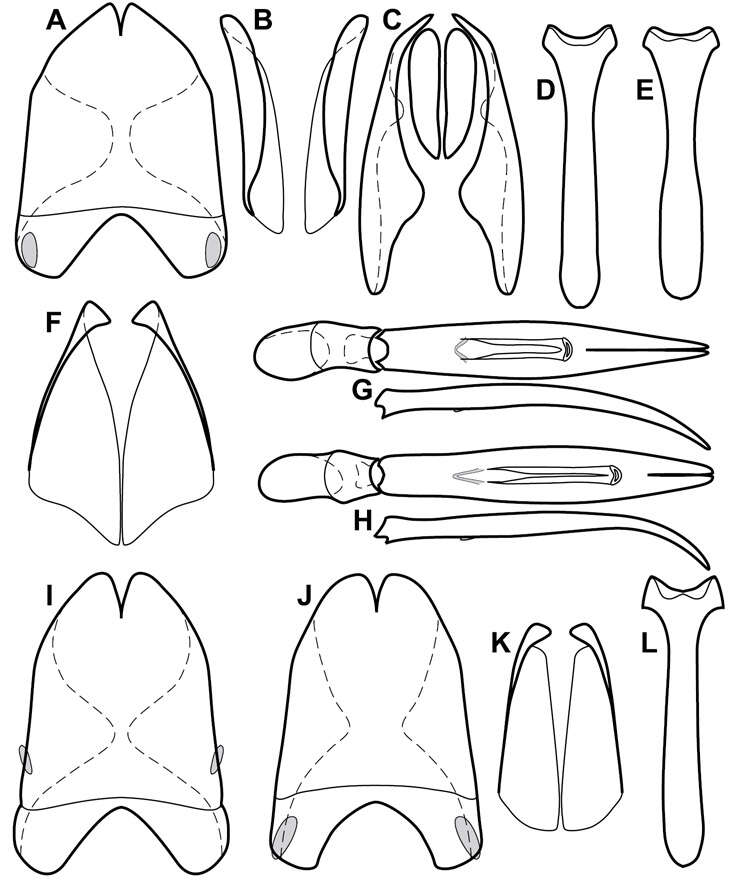 Image of Operclipygus striatellus (Fall 1917)