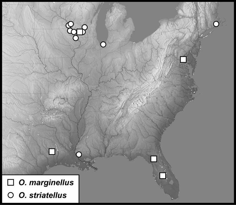 Image of Operclipygus striatellus (Fall 1917)