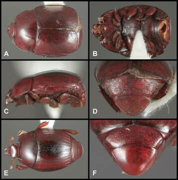 Operclipygus orchidophilus Caterino & Tishechkin 2013 resmi