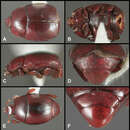 Operclipygus baylessae Caterino & Tishechkin 2013 resmi