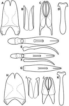 Image of Operclipygus ashei Caterino & Tishechkin 2013