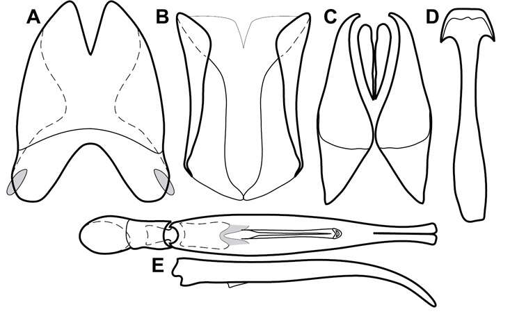 Image of Operclipygus teapensis (Marseul 1853)