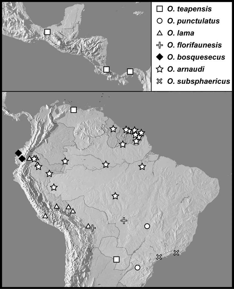 Operclipygus teapensis (Marseul 1853) resmi