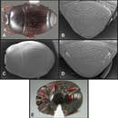 Operclipygus florifaunensis Caterino & Tishechkin 2013 resmi