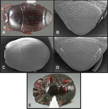 Operclipygus florifaunensis Caterino & Tishechkin 2013 resmi