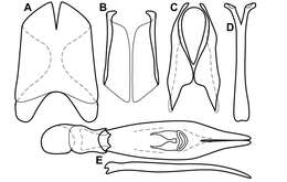 Operclipygus florifaunensis Caterino & Tishechkin 2013 resmi