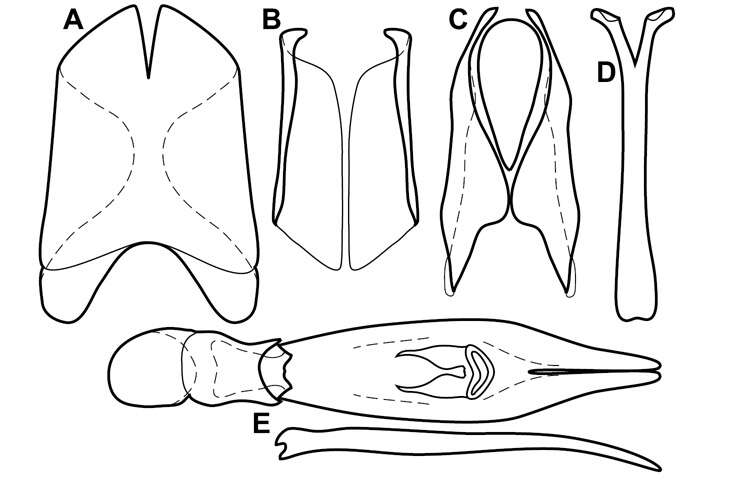 Operclipygus florifaunensis Caterino & Tishechkin 2013 resmi