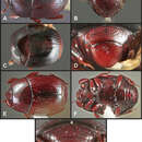 Operclipygus subsphaericus Caterino & Tishechkin 2013 resmi