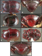 Operclipygus subsphaericus Caterino & Tishechkin 2013 resmi