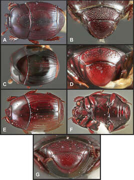 Operclipygus latipygus Caterino & Tishechkin 2013 resmi