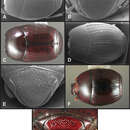 Operclipygus punctatissimus Caterino & Tishechkin 2013 resmi