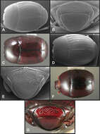 Operclipygus punctatissimus Caterino & Tishechkin 2013 resmi