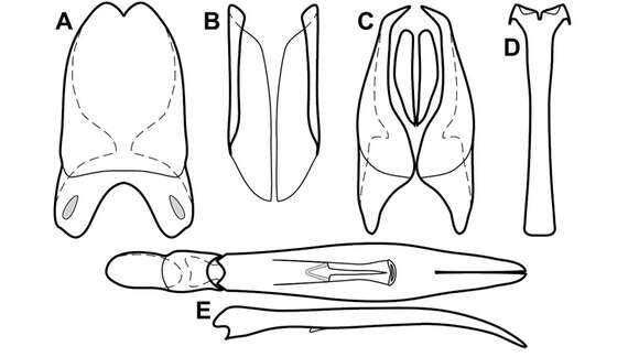 Operclipygus cavisternus Caterino & Tishechkin 2013 resmi