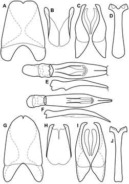 Image of Operclipygus siluriformis Caterino & Tishechkin 2013