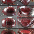 Image of Operclipygus limonensis Caterino & Tishechkin 2013